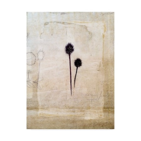 Ingrid Blixt 'Herbarium Iv' Canvas Art,24x32